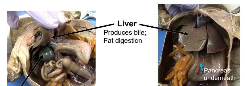 <p>produces bile; fat digestion</p>