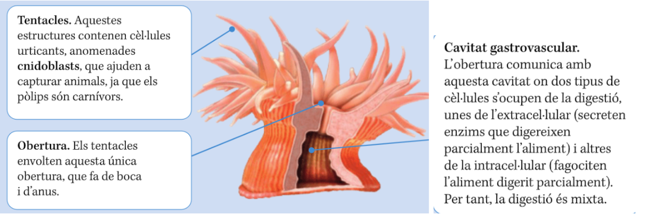 <p>Cnidari, pòlip</p>