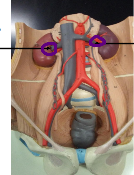<p>Name the vein</p>
