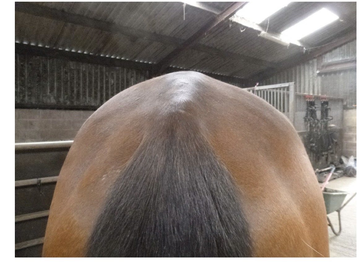 <p>which side of this horse is hollow and abnormal?</p>