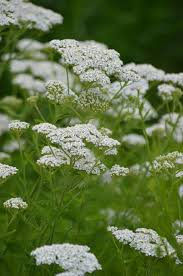 <p><strong>(<em>Achillea millefolium</em>)</strong> – Feathery leaves, flat white flower clusters. Fields, roadsides. <strong>Autotroph.</strong><br><strong>Uses:</strong> Medicinal (wound care, anti-inflammatory), tea.</p>