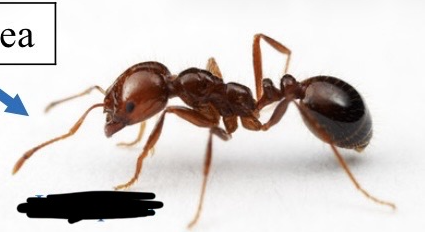 <p>What arthropoda subphylum is this in?</p>