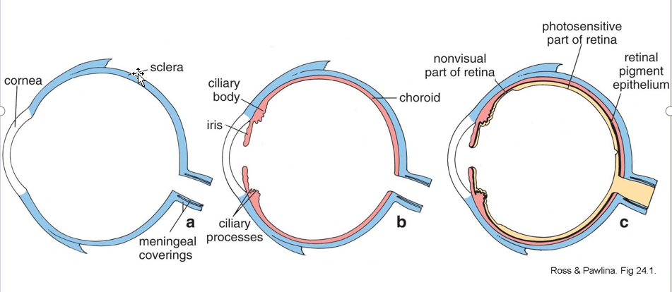 <p>3 concentric layers</p><ul><li><p>outer supporting layer, the corneoscleral coat (colorless and blue) (aka fibrous layer)</p></li><li><p>middle vascular coat or uvea (pink)</p></li><li><p>inner photosensitive layer, the retina (yellow)</p></li></ul><p></p>