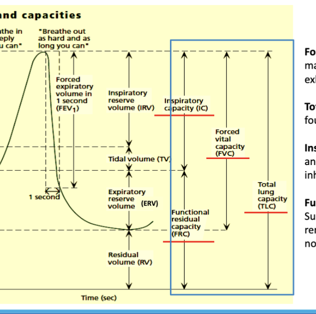 <p>functional residual capacity </p><ul><li><p>ERV+RV </p></li><li><p>max air left after breahting </p></li></ul><p></p>