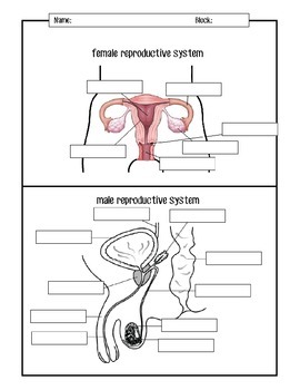 <p>reproductive system</p>