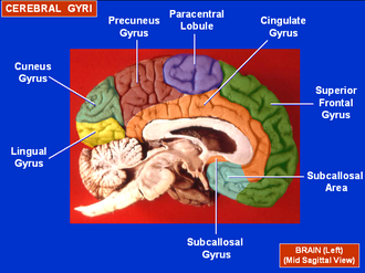 <p><span>The medial surface of the parietal lobe contains two key structures:</span></p><ol><li><p><span><strong><mark data-color="#575454" style="background-color: rgb(87, 84, 84); color: inherit;">Posterior paracentral lobule</mark></strong></span></p><ul><li><p><span>Medial extension of the postcentral gyrus (sensory leg/foot area)</span></p></li></ul></li><li><p><span><strong><mark data-color="#605c5c" style="background-color: rgb(96, 92, 92); color: inherit;">Precuneus</mark></strong></span></p><ul><li><p><span>Large medial parietal region behind the paracentral lobule</span></p></li></ul></li></ol><p></p>
