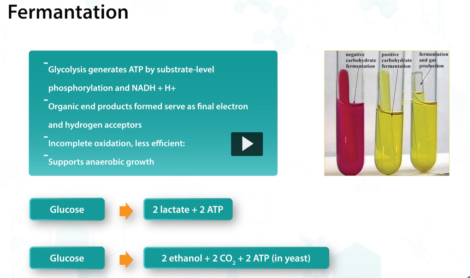 <p>lastly we will discuss fermentation, defined as the metabolic process that releases energy from a sugar or other compounds that does not require molecular oxygen and uses an organic compound as the final electron acceptor. </p>