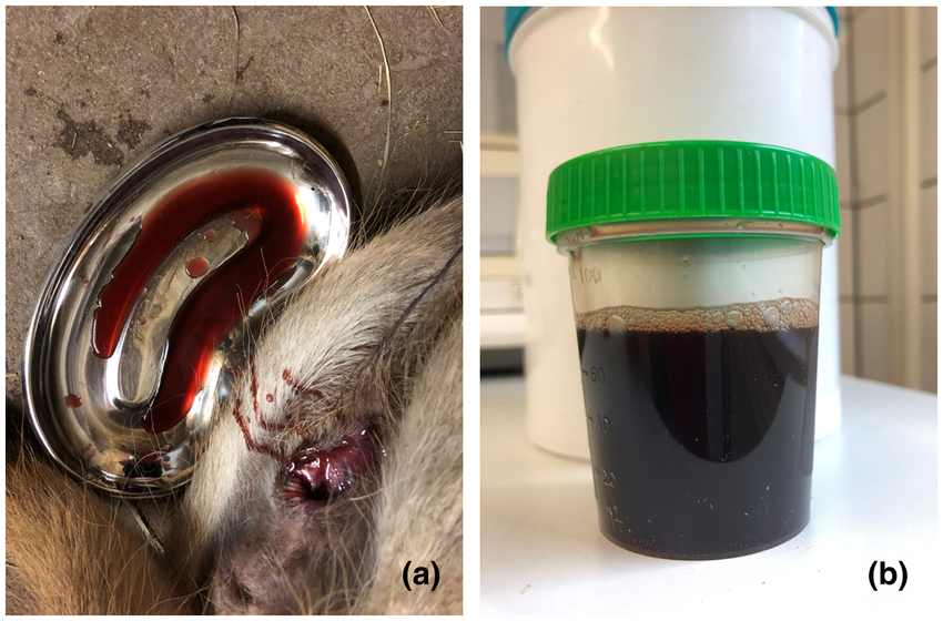 <p>MYOGLOBINURIA</p>