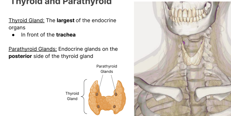 <p><strong>The largest </strong>of the endocrine organs. </p><ul><li><p>In <strong>front </strong>of the <strong>trachea</strong>. </p></li></ul><p></p>