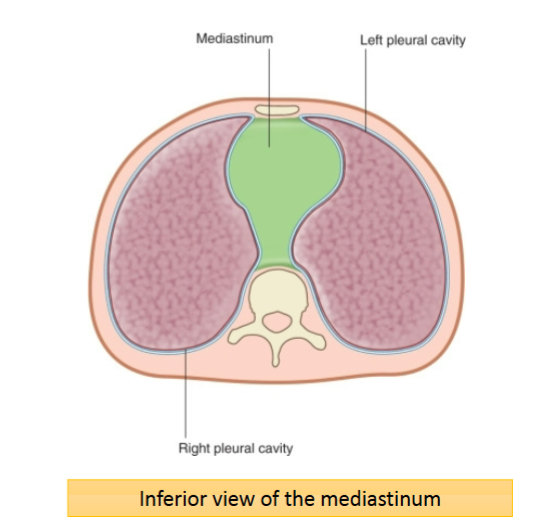 <p>Located in the thoracic cavity, within the mediastinum</p><p>Borders of the mediastinum:</p><ul><li><p>Pleural lining of the lungs</p></li><li><p>Diaphragm</p></li><li><p>Thoracic vertebrae</p></li><li><p>Sternum</p></li></ul><p>The mediastinum is divided into a superior mediastinum and inferior mediastinum by a horizontal plane trhough the sternal angle - the heart is located in the inferior mediastinum</p><ul><li><p>The ‘apex’ of the heart projects anteriorly towards the ribs</p></li><li><p>The ‘base’ of the heart projects posteriorly towards the vertebrae</p></li></ul><p></p>