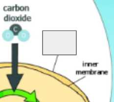 <p>photosynthesis cycle: name the step</p>
