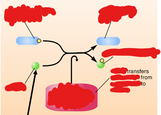 <p>ACh synthesis pathway</p>