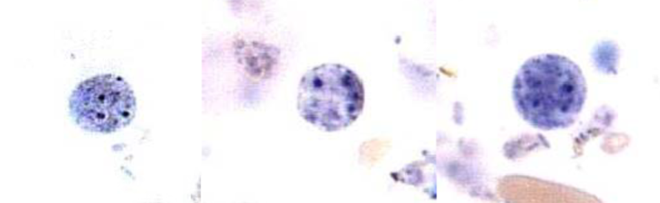 <p>What organism is this?</p>