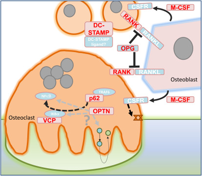 <ul><li><p>RANKL expression is essential for <strong>osteoclasts </strong>to form, and therefore is essential for <strong>bone resorption </strong></p></li><li><p>RANKL is <em>either </em><strong>membrane bound</strong> or <strong>secreted </strong>by cell types including <strong><em>lymphocytes and osteoblasts </em></strong></p></li><li><p><mark data-color="#e8ffec" style="background-color: rgb(232, 255, 236); color: inherit;">It binds to its receptor, </mark><strong><mark data-color="#e8ffec" style="background-color: rgb(232, 255, 236); color: inherit;">RANK</mark></strong><mark data-color="#e8ffec" style="background-color: rgb(232, 255, 236); color: inherit;">, present on</mark><strong><u><mark data-color="#e8ffec" style="background-color: rgb(232, 255, 236); color: inherit;"> pre-monocytes </mark></u></strong><mark data-color="#e8ffec" style="background-color: rgb(232, 255, 236); color: inherit;">to induce </mark><u><mark data-color="#e8ffec" style="background-color: rgb(232, 255, 236); color: inherit;">osteoclasts </mark></u></p></li><li><p>RANKL is blocked by its<strong> inhibitor, OPG,</strong> therefore the <strong>ratio </strong>of RANKL to OPG determines whether bone resorption occurs.</p></li></ul><p></p>