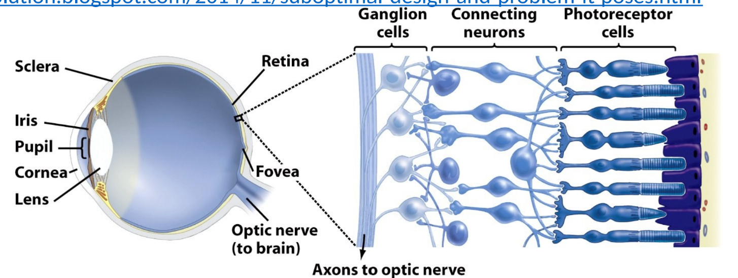 <ul><li><p>cornea: transparent sheet of connective tissue- functions with the lens to focus light on the retina</p></li><li><p>iris: pigmented ring of muscle that controls amount of light entering eye</p></li><li><p>pupil: hole in center of iris</p></li><li><p>lens: curved structure that focuses light on retina (by bending) in conjunction with cornea</p></li><li><p>retina: thin layer of photoreceptor cells and neurons</p><ul><li><p>photoreceptor cells: light-detecting sensory cells </p></li><li><p>fovea: site of retina w/ only cones- area of highest visual resolution</p></li></ul></li><li><p>optic nerve: axons of the ganglion cells </p></li></ul><p></p>