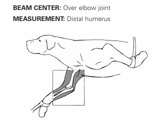 <p>Lateral view of elbow</p>