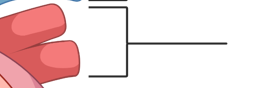 <p>What is this part of the heart?</p>