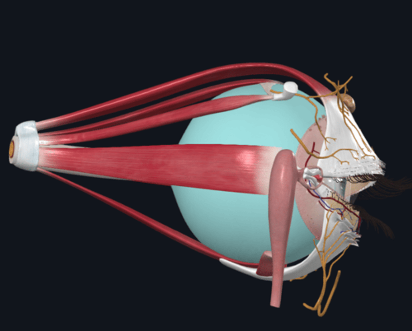 <p>What is the sclera (fibrous layer) and where is it located?</p>