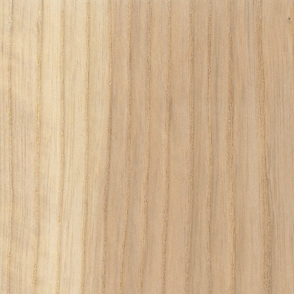 <p>Ring porous </p><p>Thinner rays visible with 10X Handlens</p><p>yellowish / tan wood, coarse grain on tangential surface</p><p>discontinuous bands, round, rhomboid parenchyma in Latewood</p>