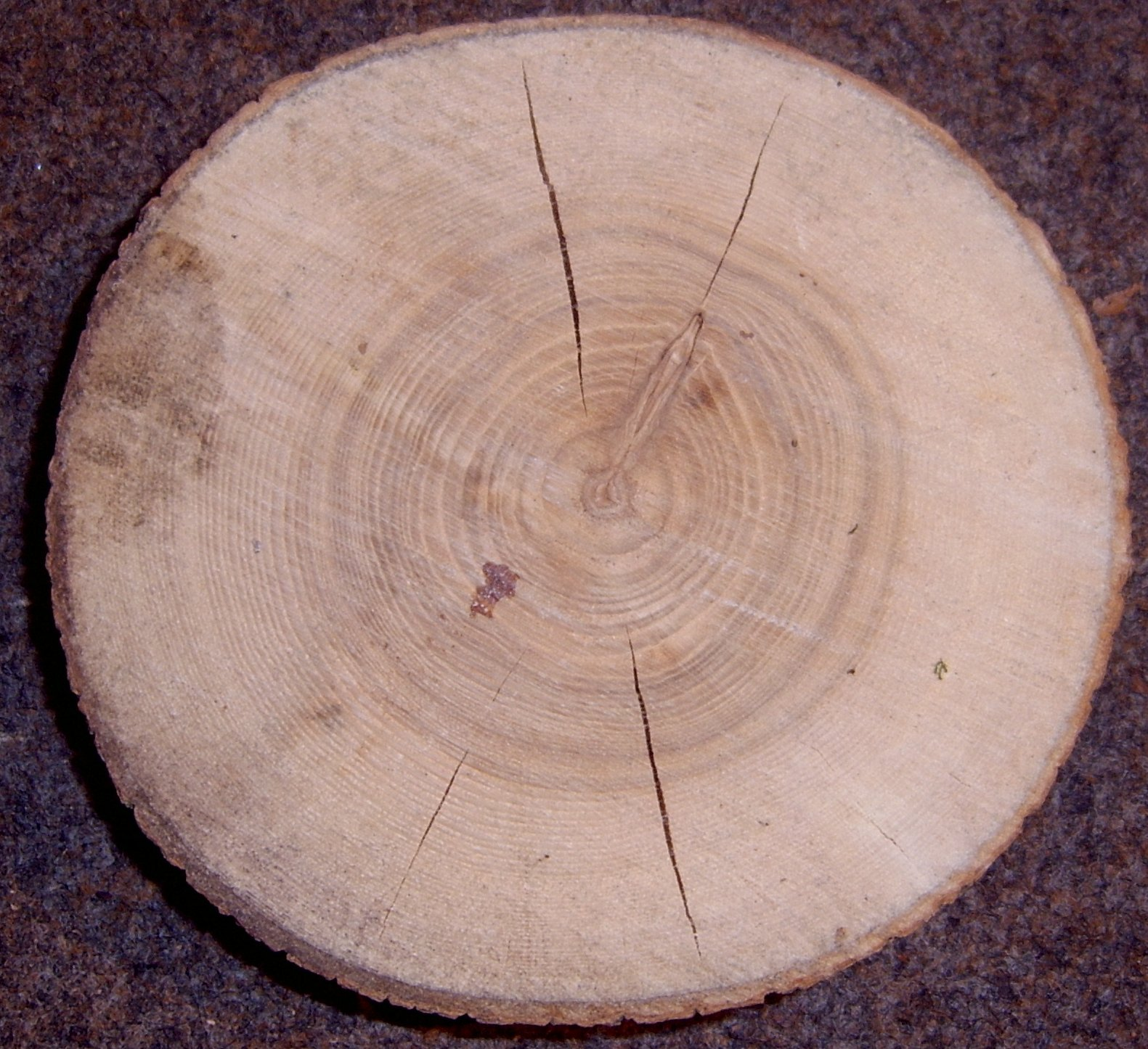 <p>longitudinal cracks following growth rings and develop prior to cutting lumber; due to wind heavily blowing through trees</p>