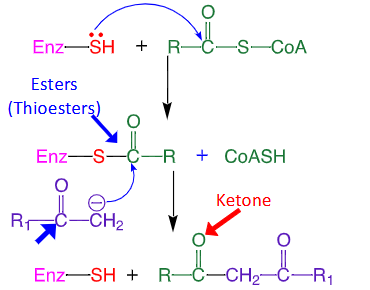 <ul><li><p>Aldol: Aldolase</p></li><li><p>Claisen: Thiolase</p></li><li><p></p></li></ul><p></p>