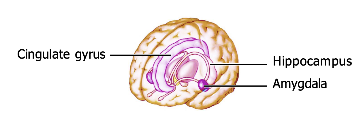 <ul><li><p>This is an old group of brain regions concerned with motivation and emotion. For early animals, motivation was tightly linked to smell: they used their noses to identify food and poisons, mates and predators.</p></li><li><p>Our emotions are no longer so smell-related (e.g. we like money) but they are still handled by these old olfactory areas. Maybe that is why odors call up emotional memories</p></li></ul><p></p>