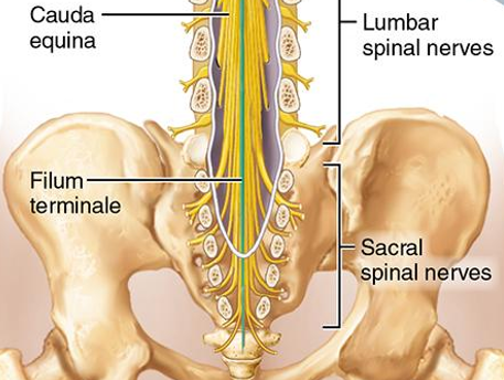 <ul><li><p>pia mater extension to coccyx</p></li><li><p>holds spinal cord in position</p></li><li><p>contains no neurons, only connective tissue</p></li></ul><p></p>