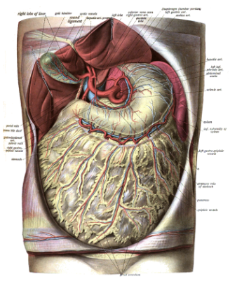 <ul><li><p style="text-align: justify;"><span style="background-color: transparent;"><em>Peritoneum</em></span></p></li><li><p style="text-align: justify;"><span style="background-color: transparent;">Vékony savós hártya</span></p></li></ul><p style="text-align: justify;"><span style="background-color: transparent;"><strong>2 lemeze</strong></span></p><ol><li><p style="text-align: justify;"><span><strong>Fali lemez</strong></span><span style="background-color: transparent;"> (belülről követi a hasfalat)</span></p></li><li><p style="text-align: justify;"><span><strong>Zsigeri lemez</strong></span><span style="background-color: transparent;"> (körülveszi vagy fedi a hasűri szervek nagy részét)</span></p></li></ol><p><span style="background-color: transparent;"><strong>Szerepe</strong></span></p><ul><li><p style="text-align: justify;"><span><strong>Határol</strong>, szerveket különít el egymástól</span></p><ul><li><p style="text-align: justify;"><span style="background-color: transparent;">Hashártyán belüli (<em>intraperitoneális</em>) szervek: gyomor, vékonybél, méh, máj, lép</span></p></li><li><p style="text-align: justify;"><span style="background-color: transparent;">Hashártya mögötti (<em>retroperitoneális</em>) szervek: vese, mellékvese, hasnyálmirigy</span></p></li><li><p style="text-align: justify;"><span style="background-color: transparent;">Hashártya alatti (<em>infraperitoneális</em>) szervek: húgyhólyag, végbél, hüvely</span></p></li></ul></li><li><p style="text-align: justify;"><span>Szervezet <strong>védelmi rendszerének</strong> része</span></p><ul><li><p style="text-align: justify;"><span style="background-color: transparent;">Hashártyán belüli gyulladásos folyamatokat körülhatárolja</span></p></li><li><p style="text-align: justify;"><span style="background-color: transparent;">Sejteket termel, amelyeknek a baktériumok elpusztításában van szerepe</span></p></li></ul></li></ul><p></p>
