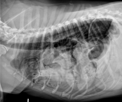 <p>Diagnosis?</p>
