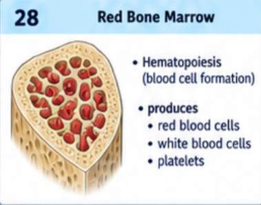 <p>Hematopoiesis: production of red blood cells, white blood cells, and platelets. In adults, much active red marrow is in the axial skeleton and in proximal portions of the humerus and femur.</p>