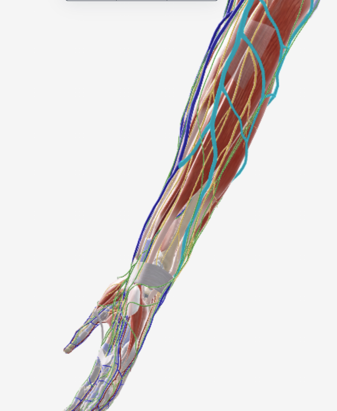 <p>Voorarm oppervlakkige vene</p>