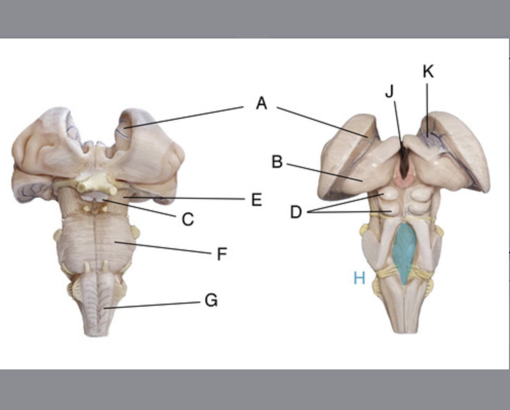 <p>part of cerebral (basal) nuclei, subconscious motor regulation</p>