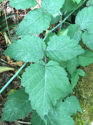 <p>Rubus ursinus</p>