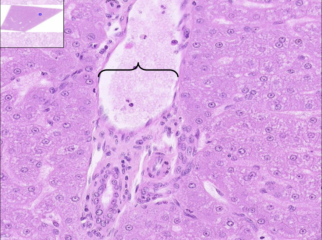 <p>What structure is this?</p>