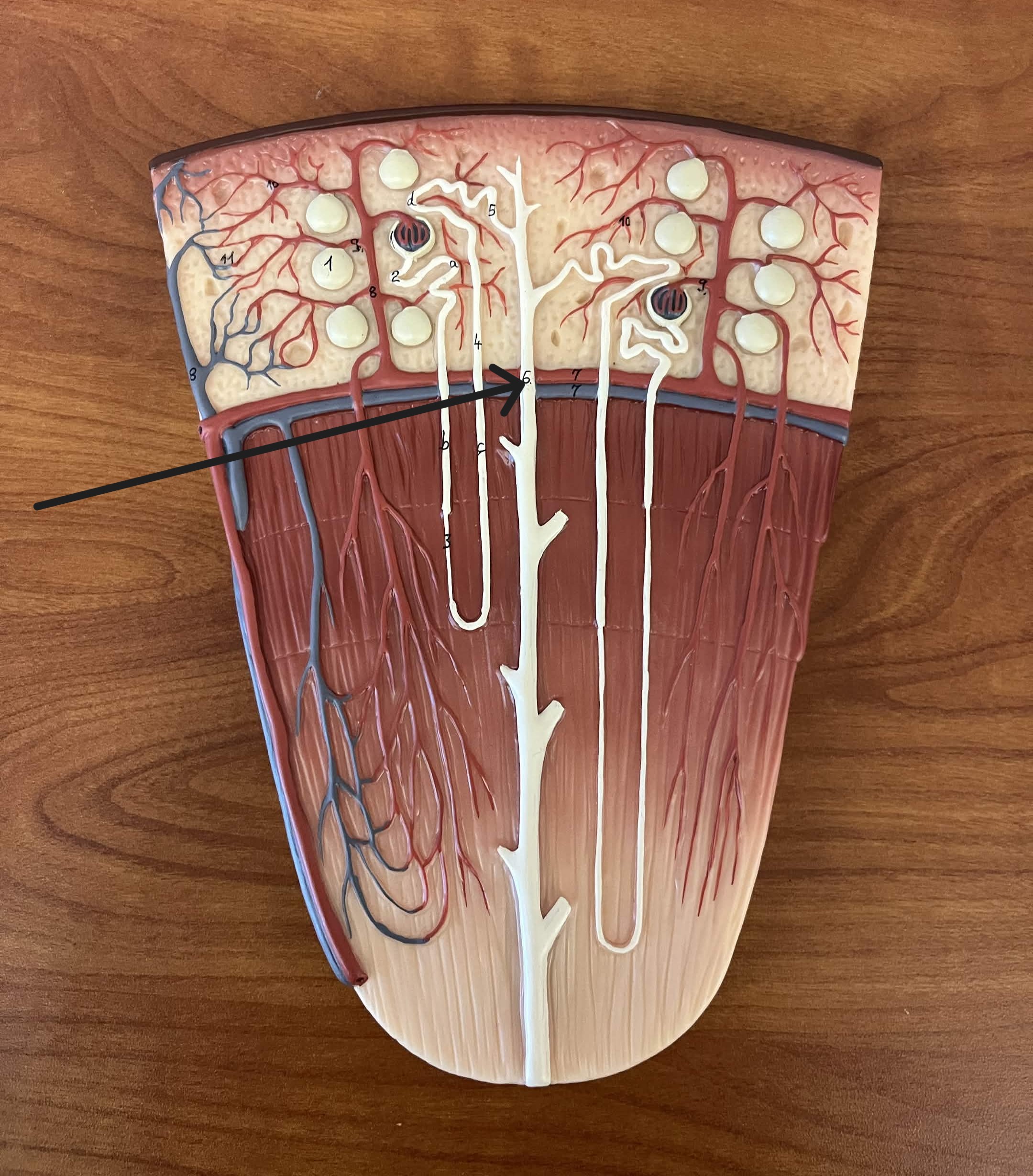 <p>Which part of the nephron:</p><ul><li><p>From nephron → renal pelvis</p></li><li><p>Long purple tube</p></li></ul><p></p>