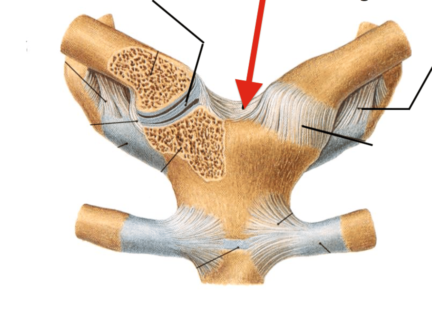 <p>limits clavicular depression</p>