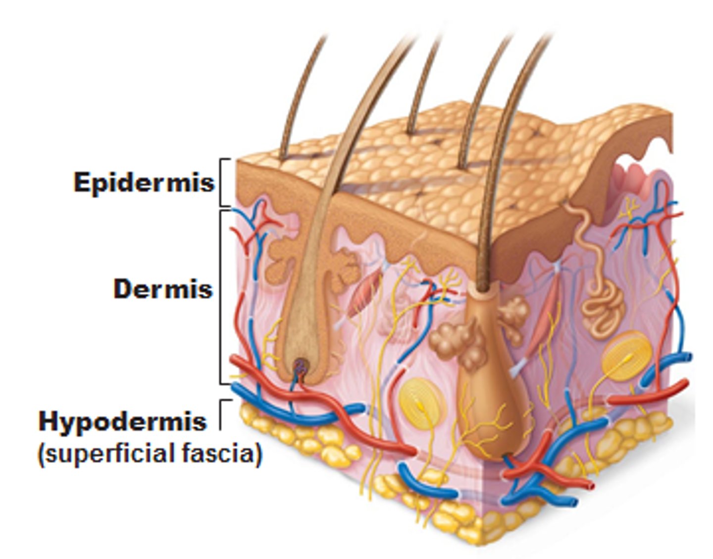 <p>Epidermis (basal layer is the regenerating layer), dermis, subcutaneous tissue, deep fascia, skeletal muscle</p>