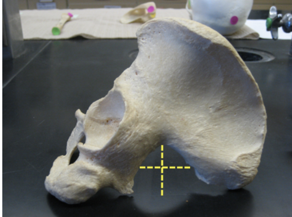 <p>male or female?</p>