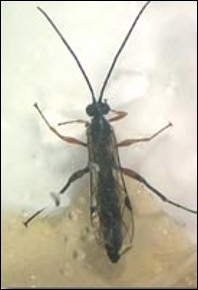 <p>Identify the insect and <strong>order</strong></p>