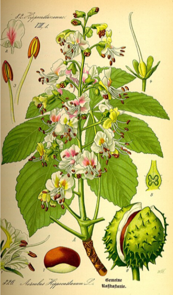 <p>jírovec maďal </p>