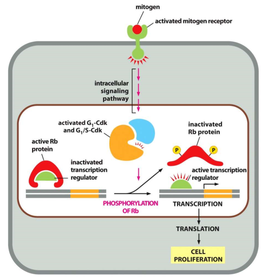 <ol><li><p>mitogen activates a receptor that activates an intracellular signaling pathway</p></li><li><p>G1-CDK and G1/S-CDK is activated to phosphorylate the active Rb</p></li><li><p>phosphorylation inactivates the Rb and it releases from the transcription regulator, thus activating it</p></li><li><p>transcription can take place, leading to cell proliferation</p></li></ol><p></p>