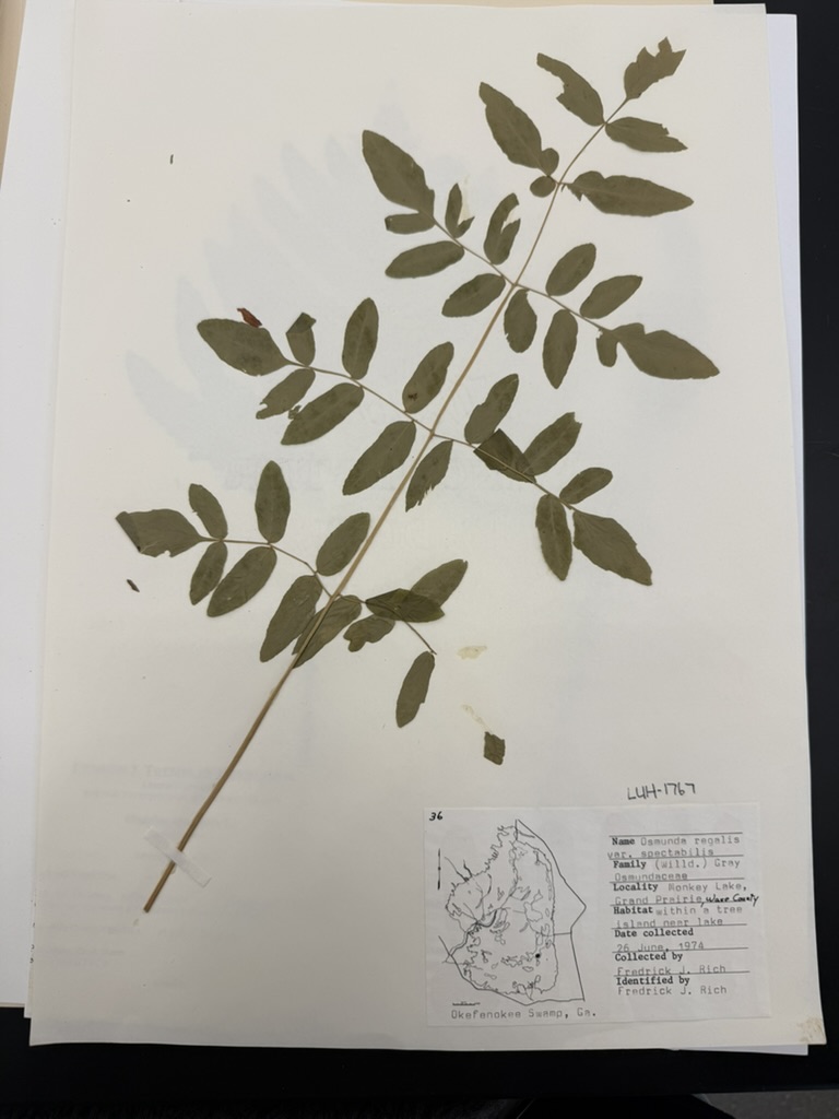 <p>Regal fern</p>