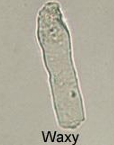 <p>Waxy Cast</p>