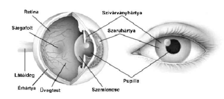 <ul><li><p style="text-align: justify;"><span style="background-color: transparent;">Szemgolyó</span></p></li><li><p style="text-align: justify;"><span style="background-color: transparent;">Segédberendezések</span></p><ul><li><p style="text-align: justify;"><span style="background-color: transparent;">Szemmozgató izmok</span></p></li><li><p style="text-align: justify;"><span style="background-color: transparent;">Könnymirigyek: nedvesíti és tisztítja a szemet a könny, baktériumölő anyagot tartalmaz (baktericid)</span></p></li><li><p style="text-align: justify;"><span style="background-color: transparent;">Szemhéjak: eloszlatják a könnyet</span></p></li><li><p style="text-align: justify;"><span style="background-color: transparent;">Szempilla: gátolják a por szembe kerülését</span></p></li><li><p style="text-align: justify;"><span style="background-color: transparent;">Kötőhártya</span></p></li></ul></li></ul><p></p>