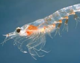 <p>Zooplankton (krill)</p>