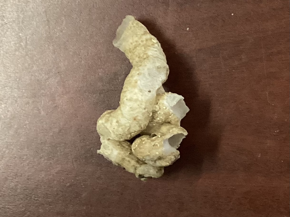 <p><strong>FILO<br>CLASE</strong><br><strong>SUBCLASE</strong><br><strong>ORDEN</strong><br><strong>FAMILIA</strong><br><strong>GÉNERO</strong><br><strong>NOMBRE COMÚN<br>CARACTERÍSTICAS</strong><br><strong>RÁDULA<br>ALIMENTACIÓN <br>HÁBITAT</strong></p>