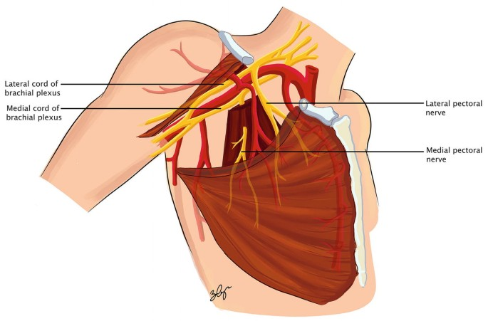 <p>function: protracts scapula; depresses scapula </p><p></p><p>innervation: medial pectoral nerve (C8-T1)</p>