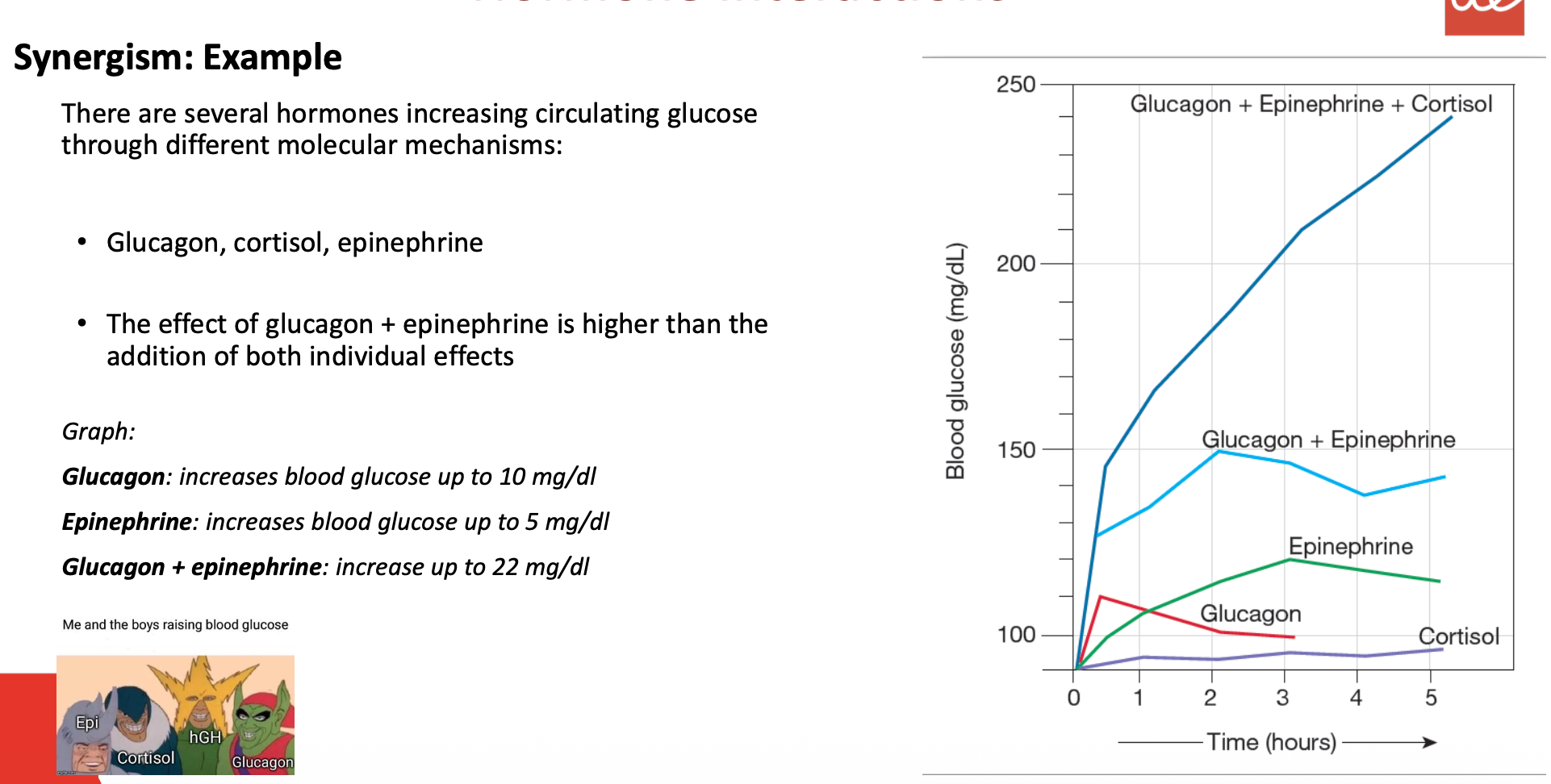 <ul><li><p><strong><mark data-color="purple" style="background-color: purple; color: inherit;">There are several hormones increasing circulating glucose through different molecular mechanisms:</mark></strong></p><ul><li><p class="p1"><strong><mark data-color="green" style="background-color: green; color: inherit;">Glucagon, cortisol, epinephrine</mark></strong></p></li><li><p class="p1">The effect of glucagon + epinephrine is higher than the addition of both individual effects</p></li></ul></li></ul><p></p>