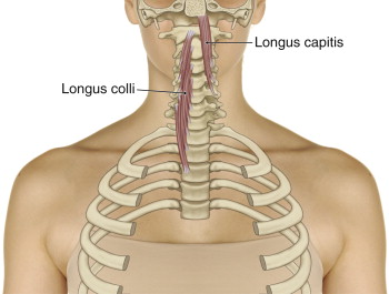 <p>Longus Capitis + Colli</p>