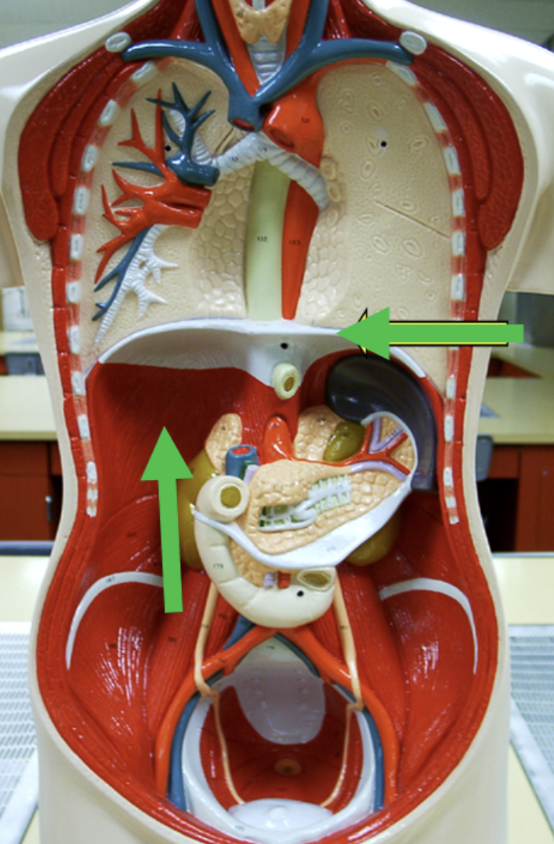 <p><strong>Torso Muscle Identification Practice Quiz</strong></p><p>Identify the muscle indicated by the pointers.</p>
